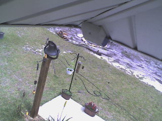 Check our our Squirrel Cam!